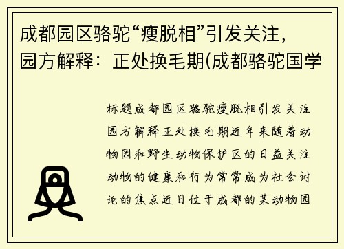 成都园区骆驼“瘦脱相”引发关注，园方解释：正处换毛期(成都骆驼国学老师简介)